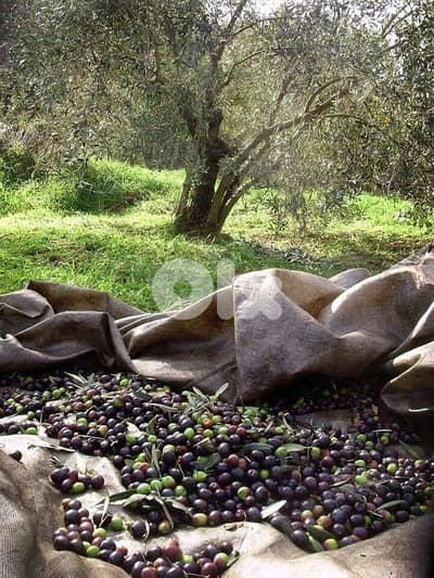 olive oil