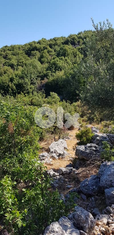 Land for sale in Nehla-Batroun ارض للبيع في نحلا-البترون