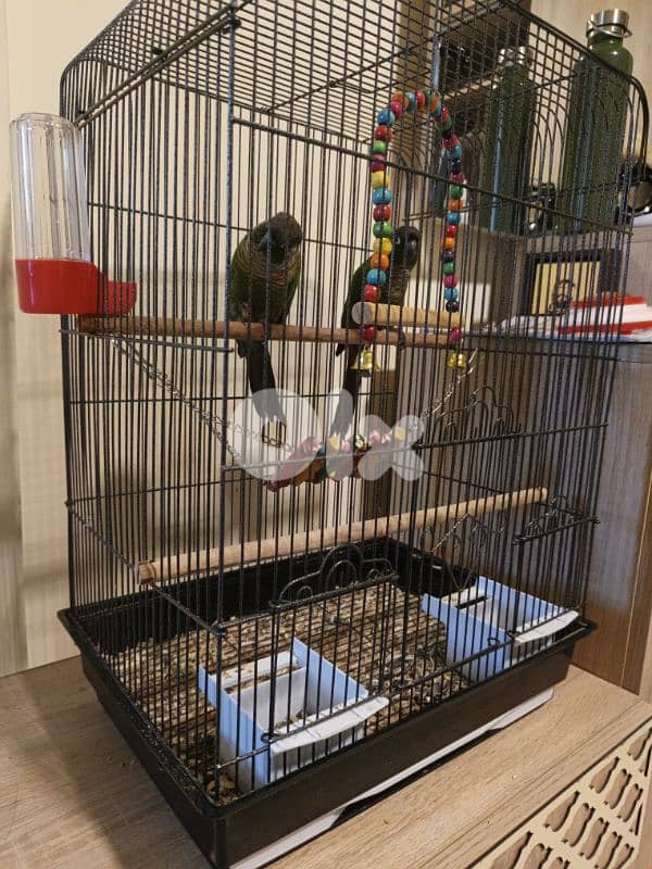 Pair of Green-Cheeked Conures (Male) for Sale 0
