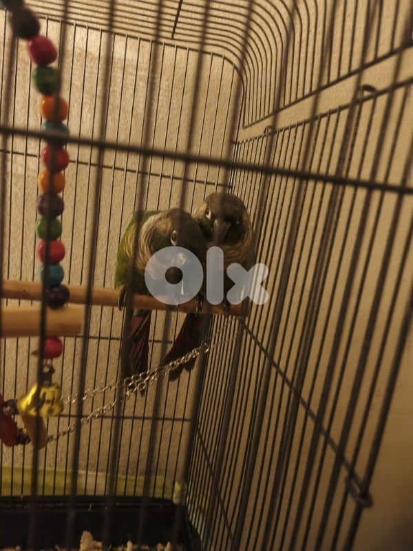 Pair of Green-Cheeked Conures (Male) for Sale 1