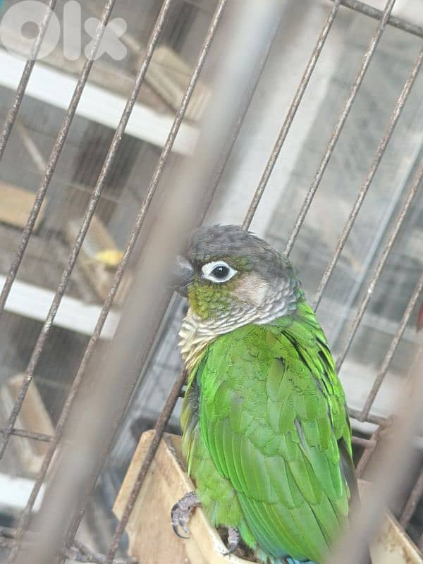Pair of Green-Cheeked Conures (Male) for Sale 3