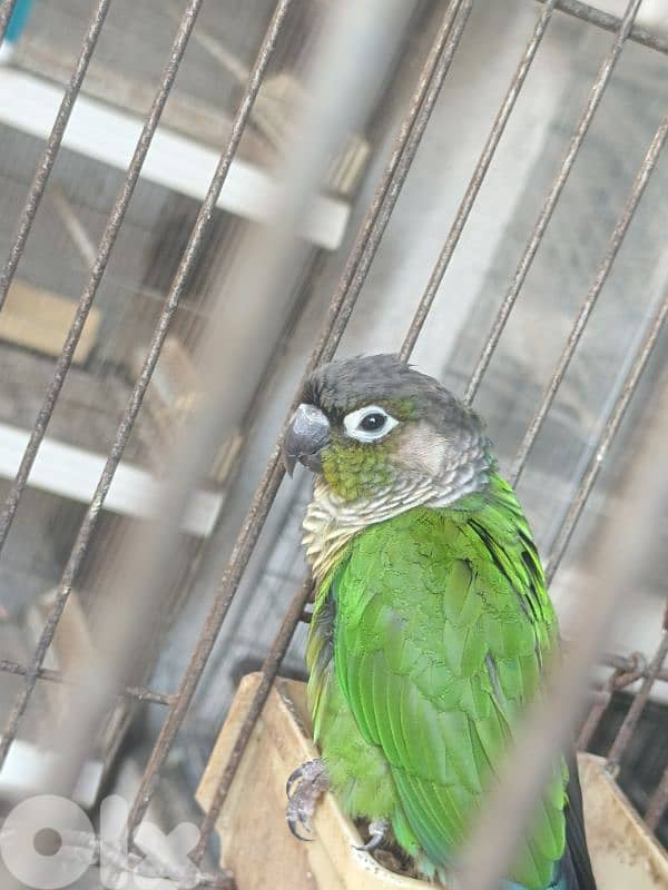 Pair of Green-Cheeked Conures (Male) for Sale 4