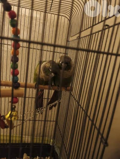 Pair of Green-Cheeked Conures for Sale
