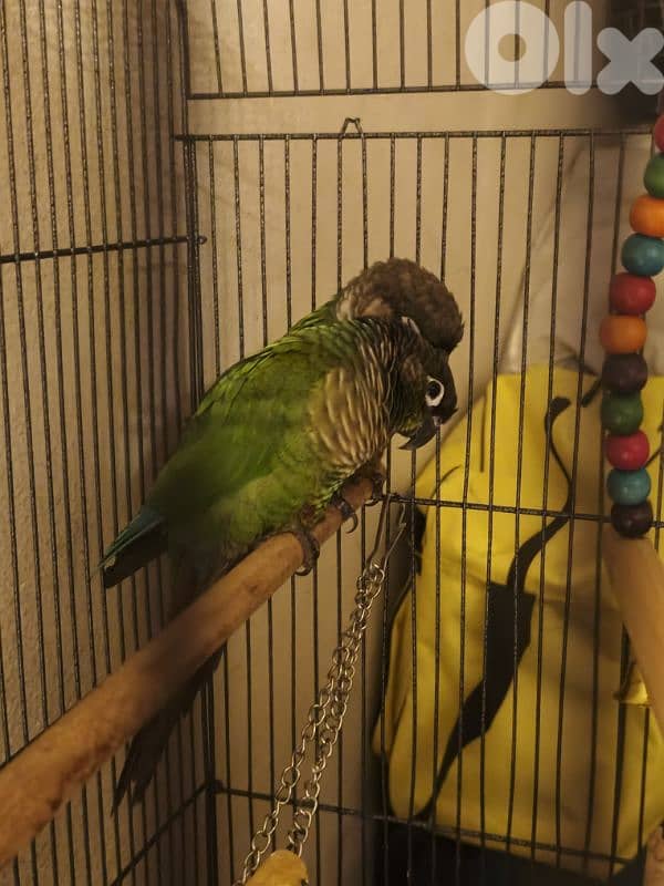 Pair of Green-Cheeked Conures for Sale 1