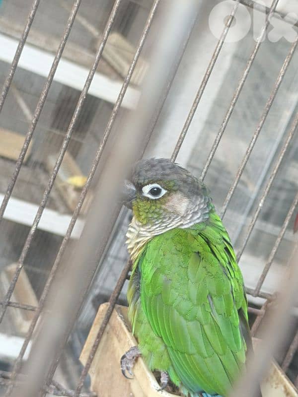 Pair of Green-Cheeked Conures for Sale 3