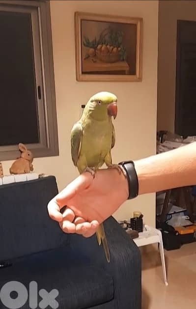 Ringneck parrot dora ببغاء دره