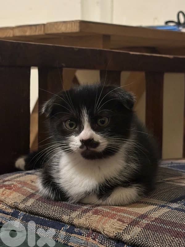 Female Scottish Fold Kitten 0
