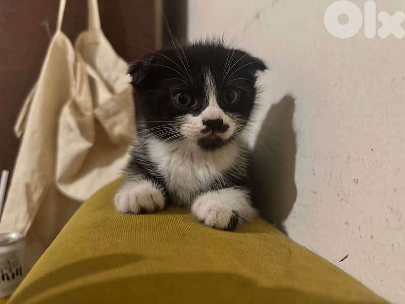 Female Scottish Fold Kitten 2
