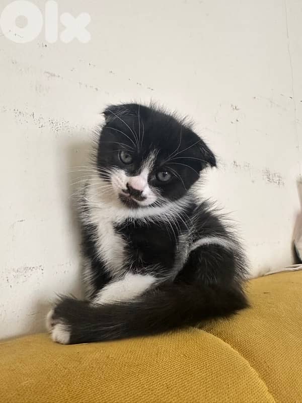 Female Scottish Fold Kitten 3