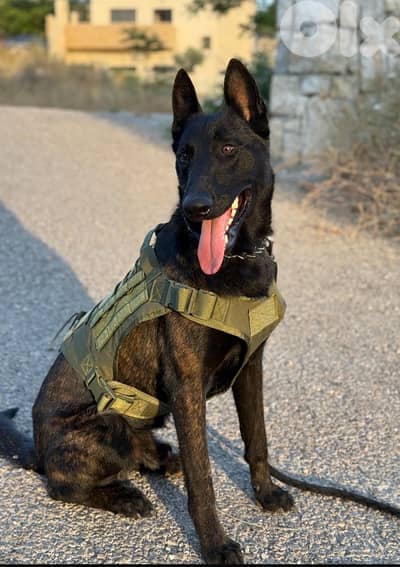 بعبلك لبنان دورس