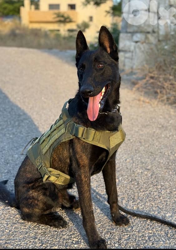 بعبلك لبنان دورس 0