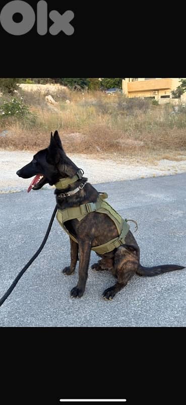 بعبلك لبنان دورس 1