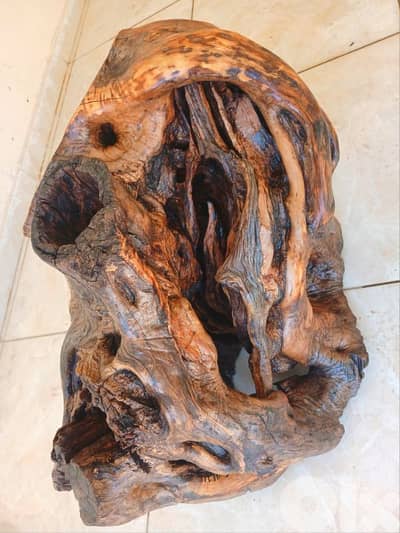 olive trunk wood / كعب خشب زيتون قياس:  ٨٠ عرض  × ٥٠ إرتفاع