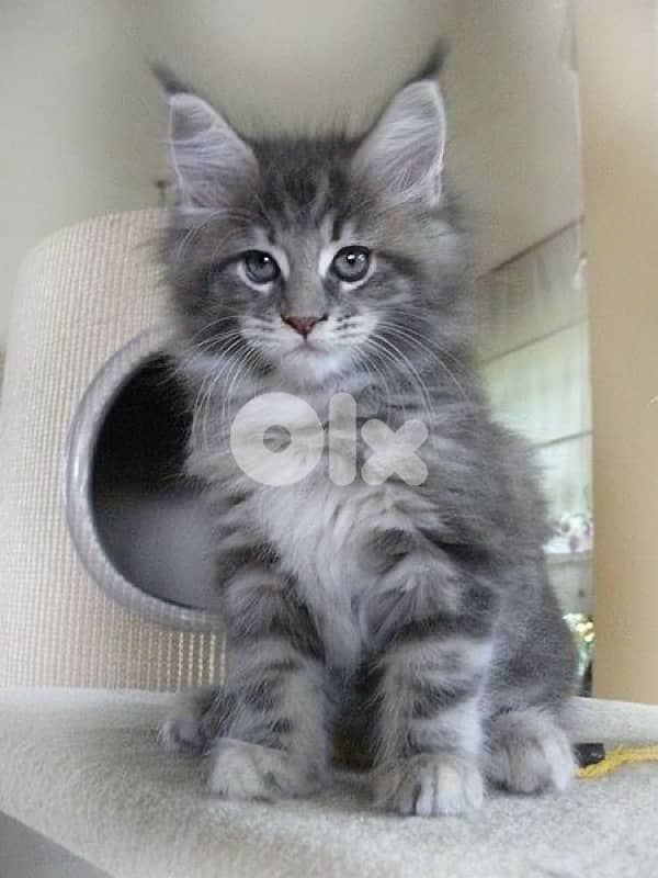 MaineCoon imported blue kitten 0