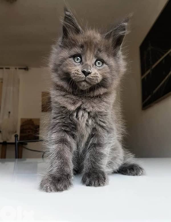 Mainecoon Imported blue kitten 0