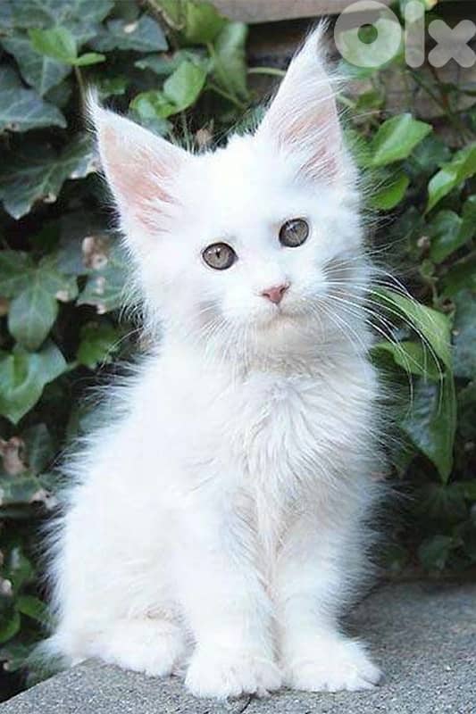 Mainecoon White imported 0