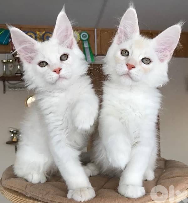 imported white Mainecoon maine coon plus DELIVERY 0