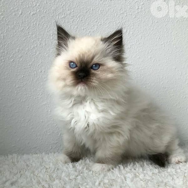 himalayan Kitten Cat قطط 0