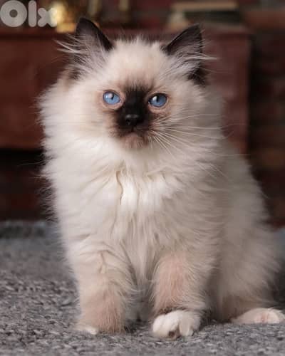 Blue Eyes Himalayan kitten