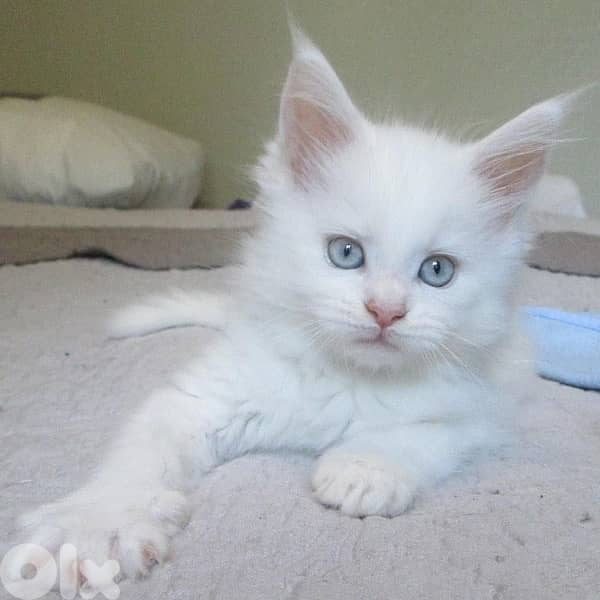 British white Blue Eyes Cat Kitten قطط 0