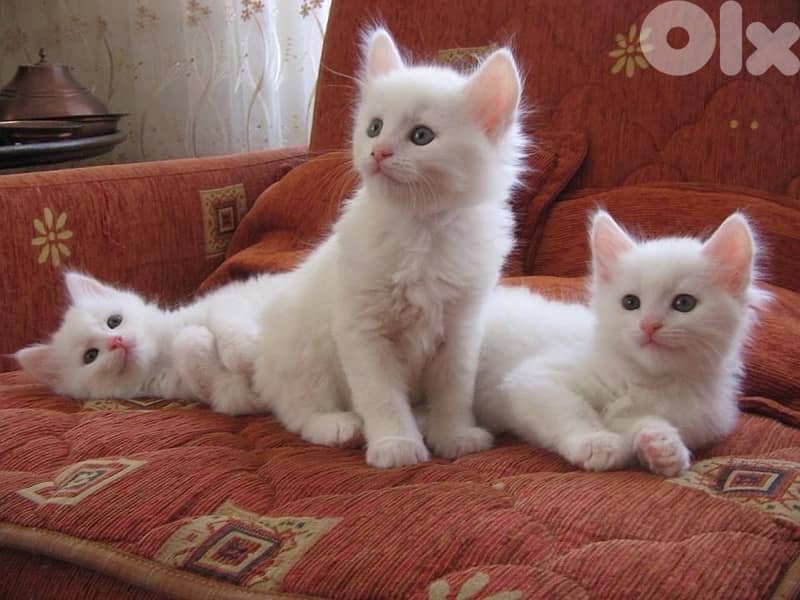 British Shorthair white Kitten DELIVERY 0