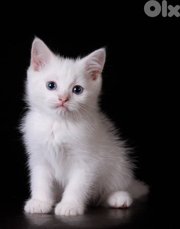 British ShortHair DELIVERY white 0