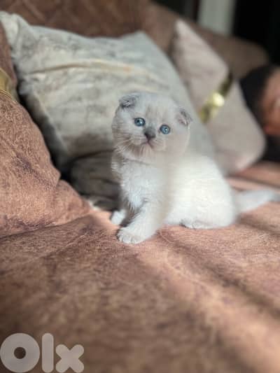 Scottish point seal point