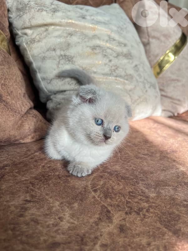 Scottish point seal point 3