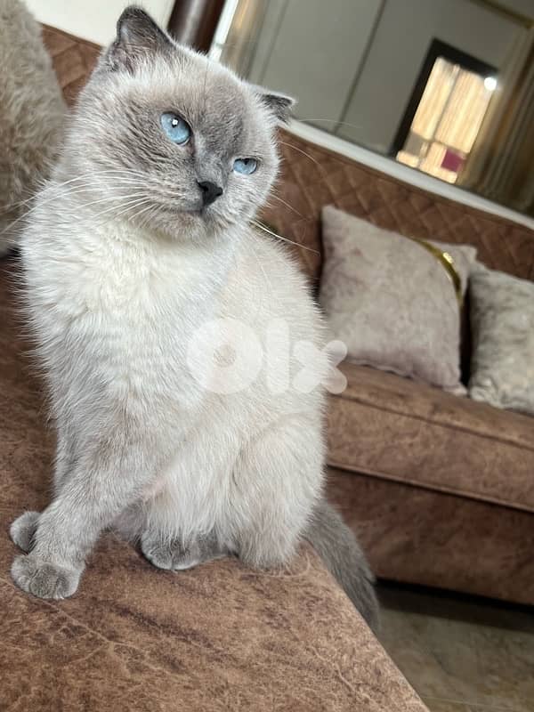 Scottish point seal point 5