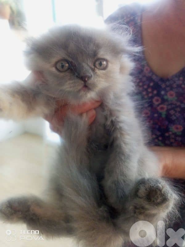 قطة للبيع صغيرة 1