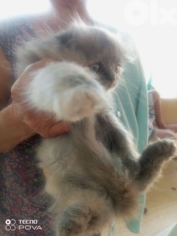 قطة للبيع صغيرة 2