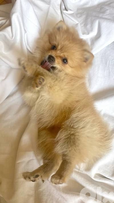 Mini Pomsky Imported puppy