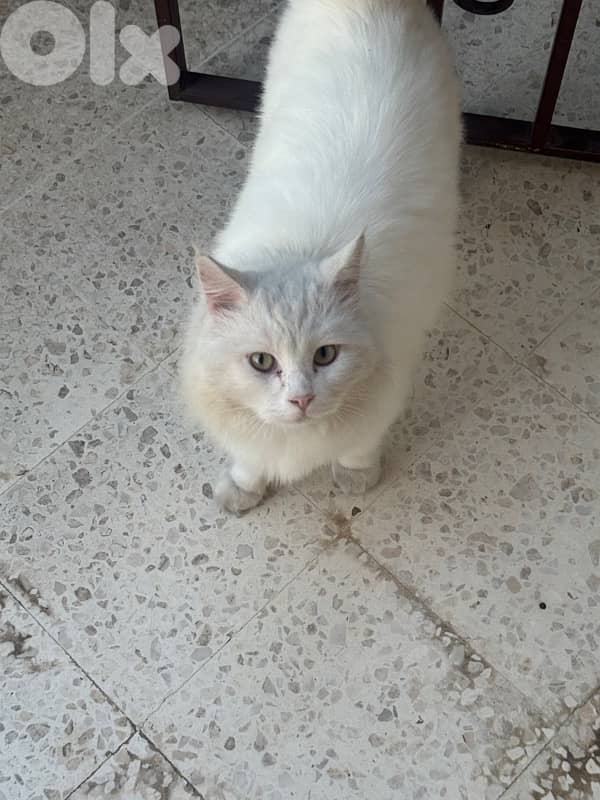 Doll face white cat 0