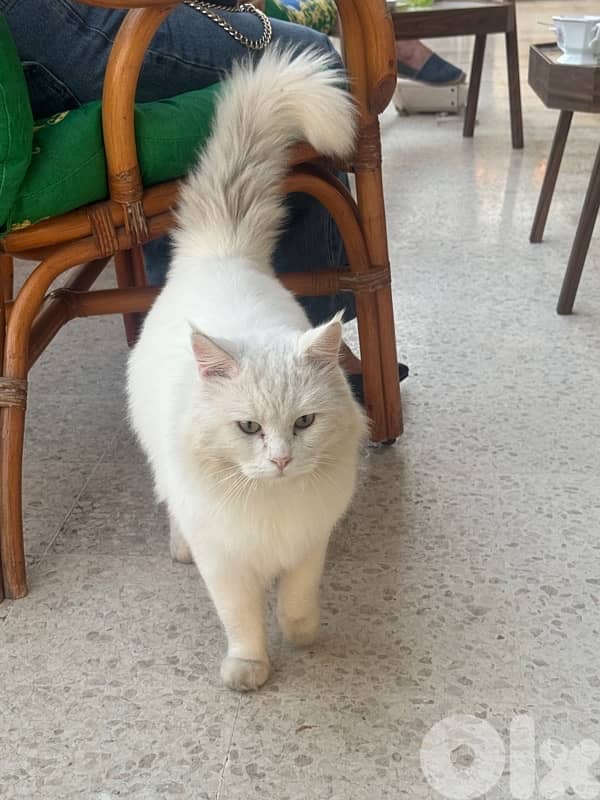 Doll face white cat 1