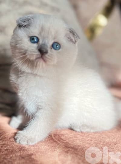 Scottish point seal point