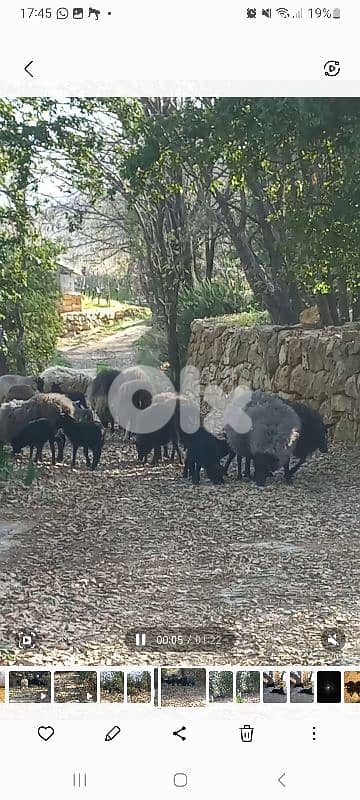 غنم رومانوف معشر 1