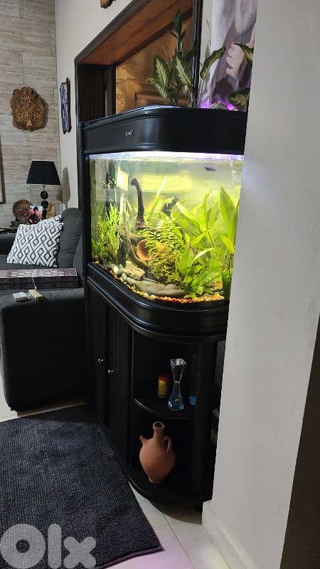 Aquarium 30 Gal Custom 3