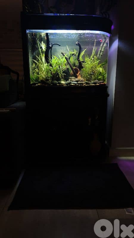 Aquarium 30 Gal Custom 1