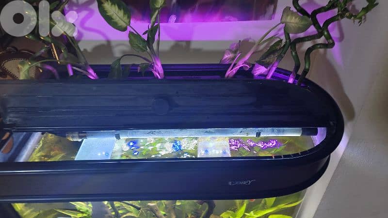 Aquarium 30 Gal Custom 7