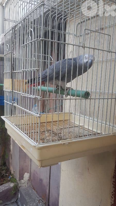 بغبغاءات كاسكو عقل متكلم ريش كامل بيطلع على ايده 1