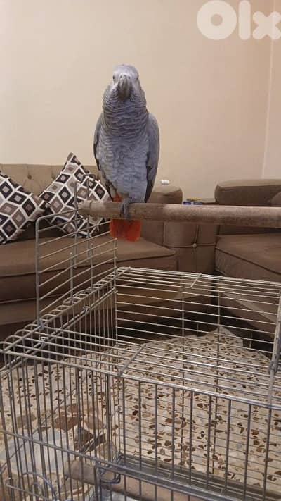 بغبغاءات كاسكو عقل متكلم ريش كامل بيطلع على ايده