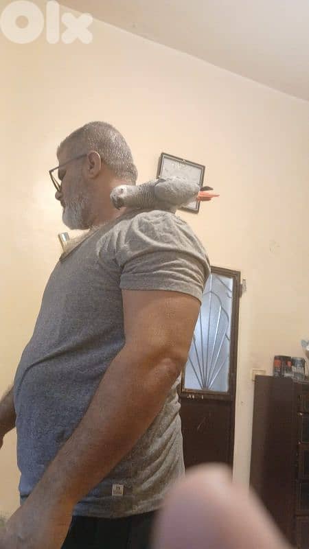 بغبغاءات كاسكو عقل متكلم ريش كامل بيطلع على ايده 2