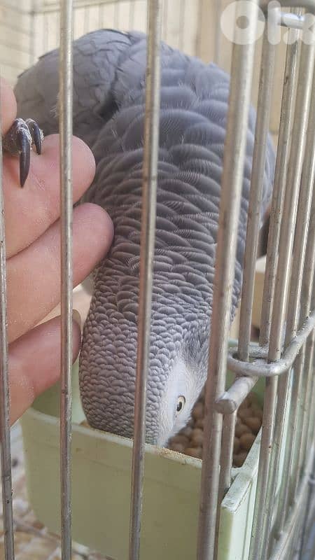 بغبغاءات كاسكو عقل متكلم ريش كامل بيطلع على ايده 3