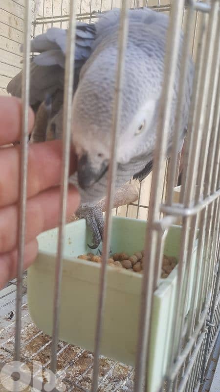 بغبغاءات كاسكو عقل متكلم ريش كامل بيطلع على ايده 4