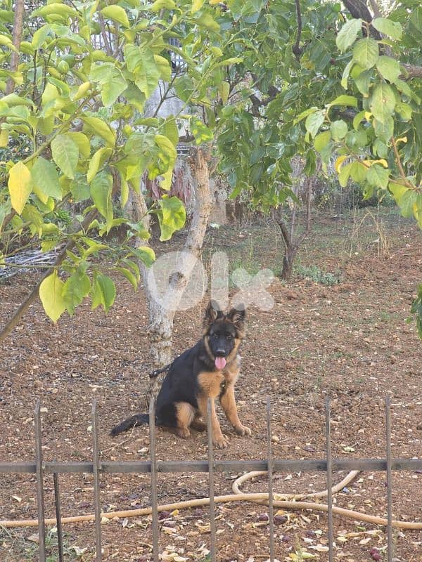 German shepperd champion bloodline 0