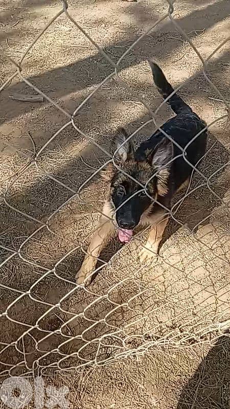 German shepperd champion bloodline 2