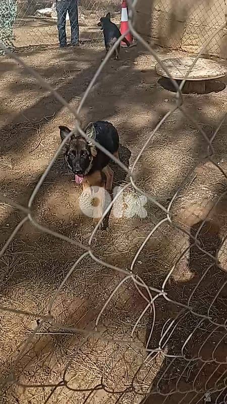 German shepperd champion bloodline 3