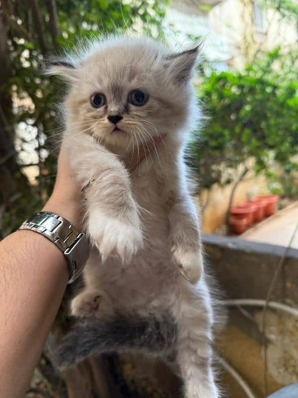 5 kitten himalayan 0