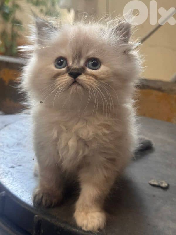 5 kitten himalayan 1