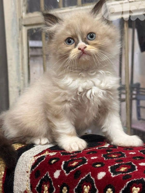 5 kitten himalayan 2